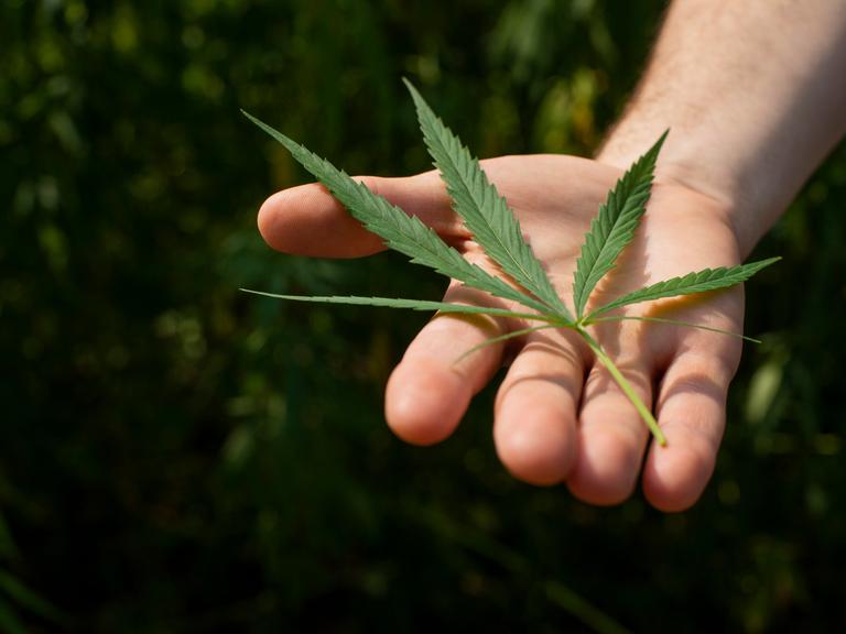 Das Blatt einer Cannabispflanze, gehalten von einer Hand. 