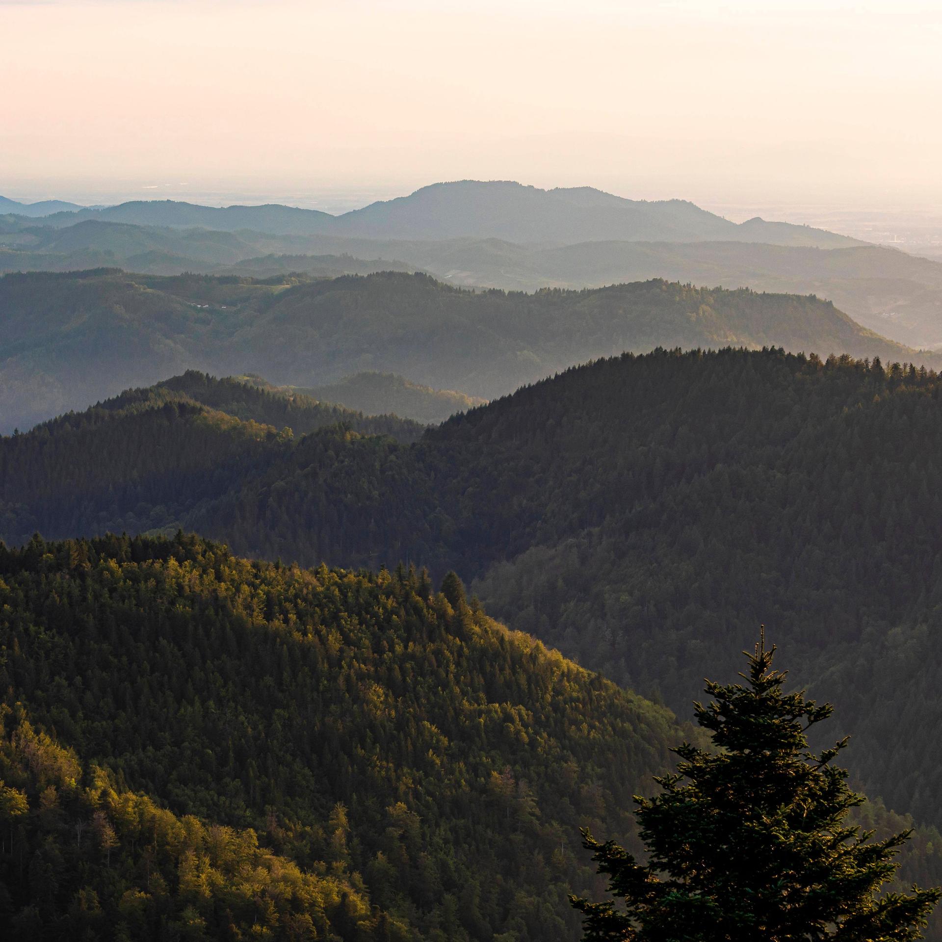 Erfolgsmodell - Nationalpark Schwarzwald: Zurück zur Wildnis