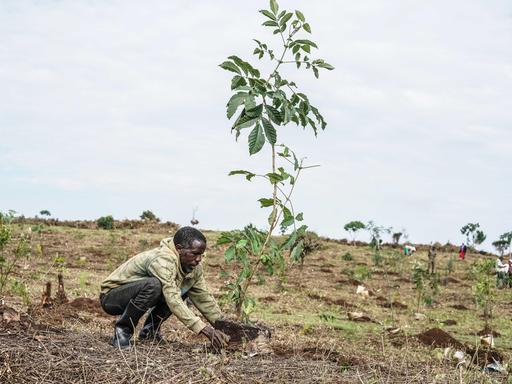 Ein Mann kniet auf einer weitgehend kahlen Fläche und pflanzt einen jungen Baum. Auf dem Gelände stehen bereits mehrere kleine Setzlinge, im Hintergrund arbeiten weitere Menschen. Die Aufnahme entstand im Mau Forest in Kenia. Ein Mann kniet auf einer weitgehend kahlen Fläche und pflanzt einen jungen Baum. Auf dem Gelände stehen bereits mehrere kleine Setzlinge, im Hintergrund arbeiten weitere Menschen. Die Aufnahme entstand im Mau Forest in Kenia.