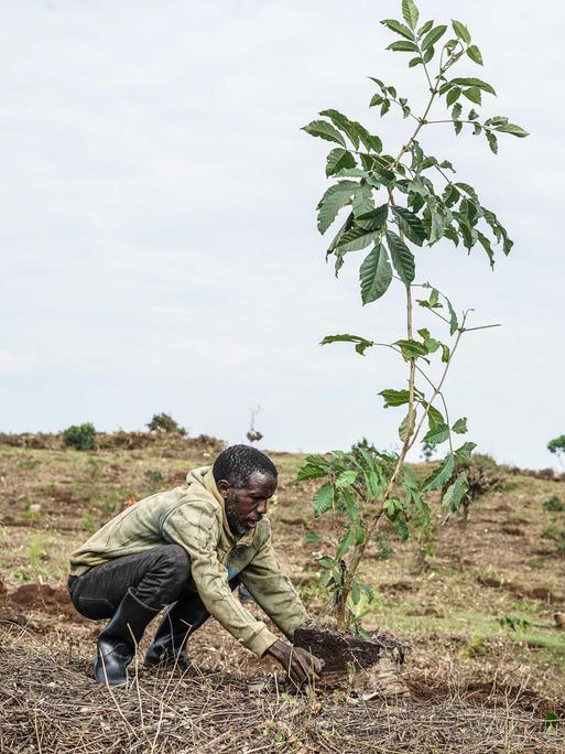 Ein Mann kniet auf einer weitgehend kahlen Fläche und pflanzt einen jungen Baum. Auf dem Gelände stehen bereits mehrere kleine Setzlinge, im Hintergrund arbeiten weitere Menschen. Die Aufnahme entstand im Mau Forest in Kenia. Ein Mann kniet auf einer weitgehend kahlen Fläche und pflanzt einen jungen Baum. Auf dem Gelände stehen bereits mehrere kleine Setzlinge, im Hintergrund arbeiten weitere Menschen. Die Aufnahme entstand im Mau Forest in Kenia.
