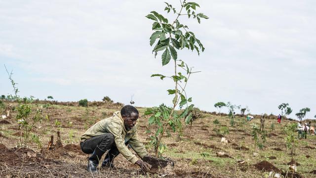 Ein Mann kniet auf einer weitgehend kahlen Fläche und pflanzt einen jungen Baum. Auf dem Gelände stehen bereits mehrere kleine Setzlinge, im Hintergrund arbeiten weitere Menschen. Die Aufnahme entstand im Mau Forest in Kenia.