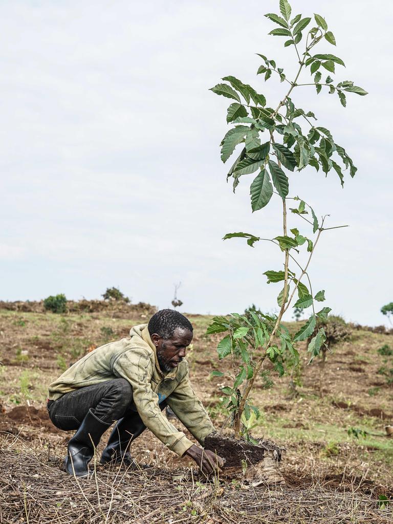 Ein Mann kniet auf einer weitgehend kahlen Fläche und pflanzt einen jungen Baum. Auf dem Gelände stehen bereits mehrere kleine Setzlinge, im Hintergrund arbeiten weitere Menschen. Die Aufnahme entstand im Mau Forest in Kenia. Ein Mann kniet auf einer weitgehend kahlen Fläche und pflanzt einen jungen Baum. Auf dem Gelände stehen bereits mehrere kleine Setzlinge, im Hintergrund arbeiten weitere Menschen. Die Aufnahme entstand im Mau Forest in Kenia.