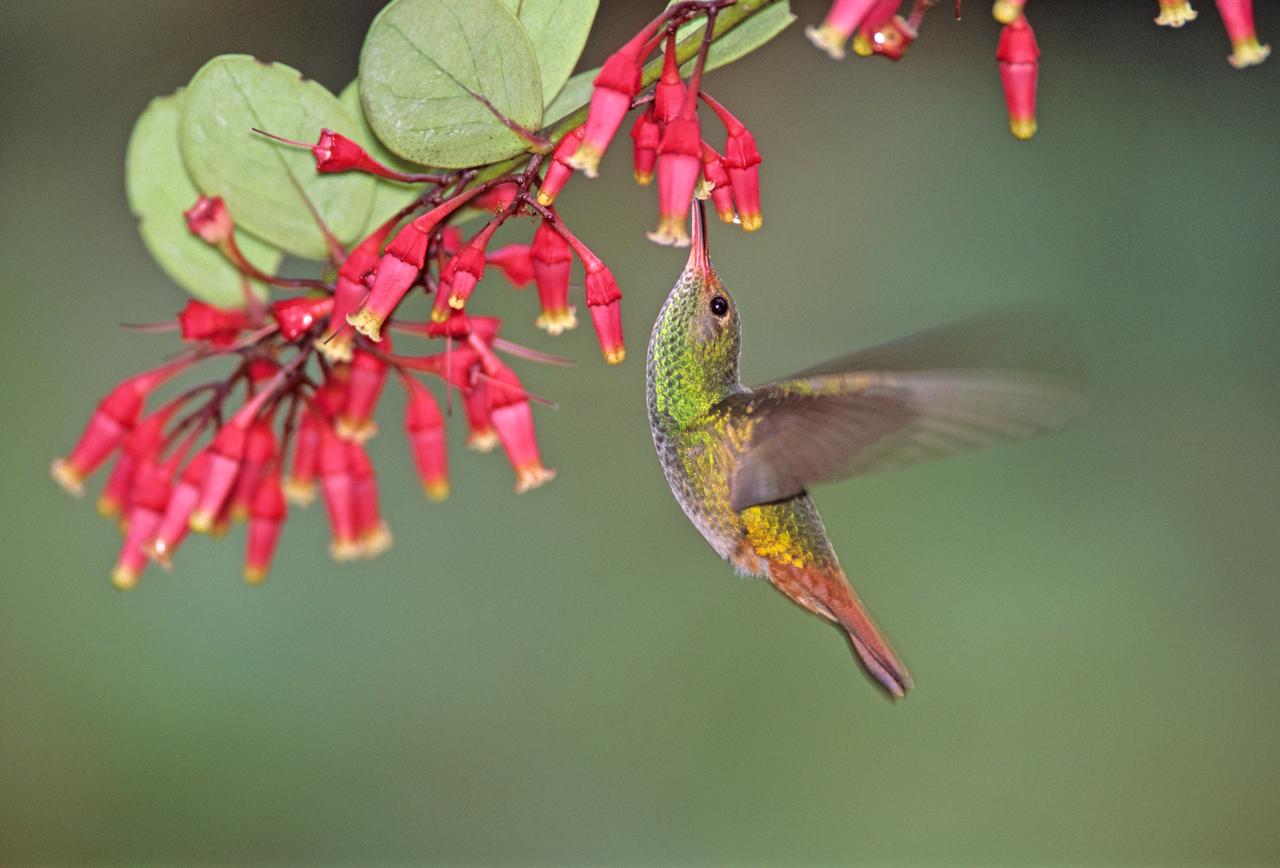 Kolibri und Pflanze im pazifischen Nebelwald, Los Cedros, in Ecuador