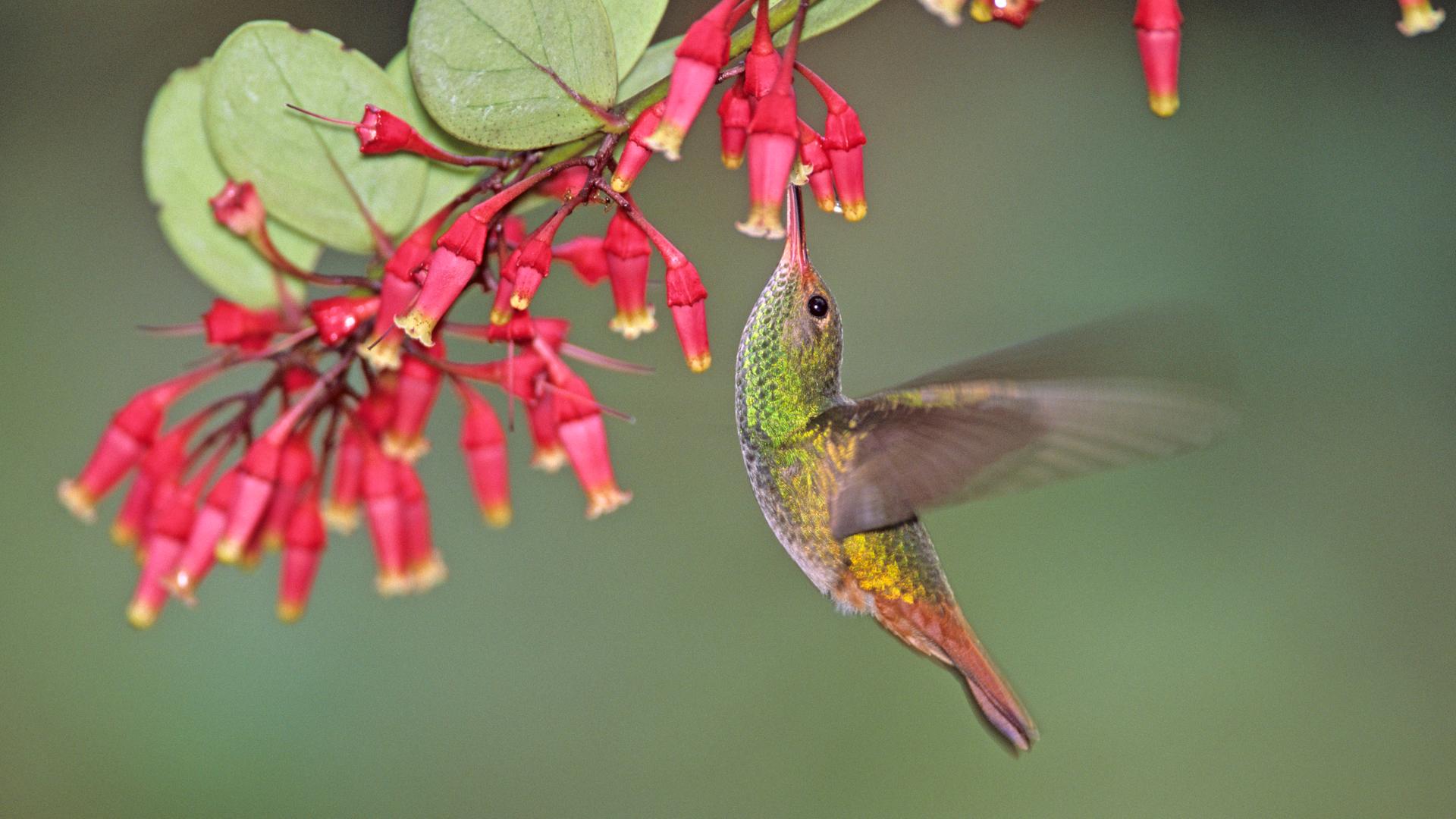Kolibri und Pflanze im pazifischen Nebelwald, Los Cedros, in Ecuador