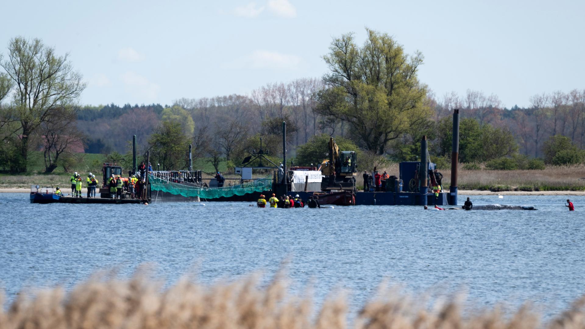 Zahlreiche Helfer ziehen mit Gurten den gestrandeten Buckelwal vor der Insel Poel zu einem Transportschiff. 
