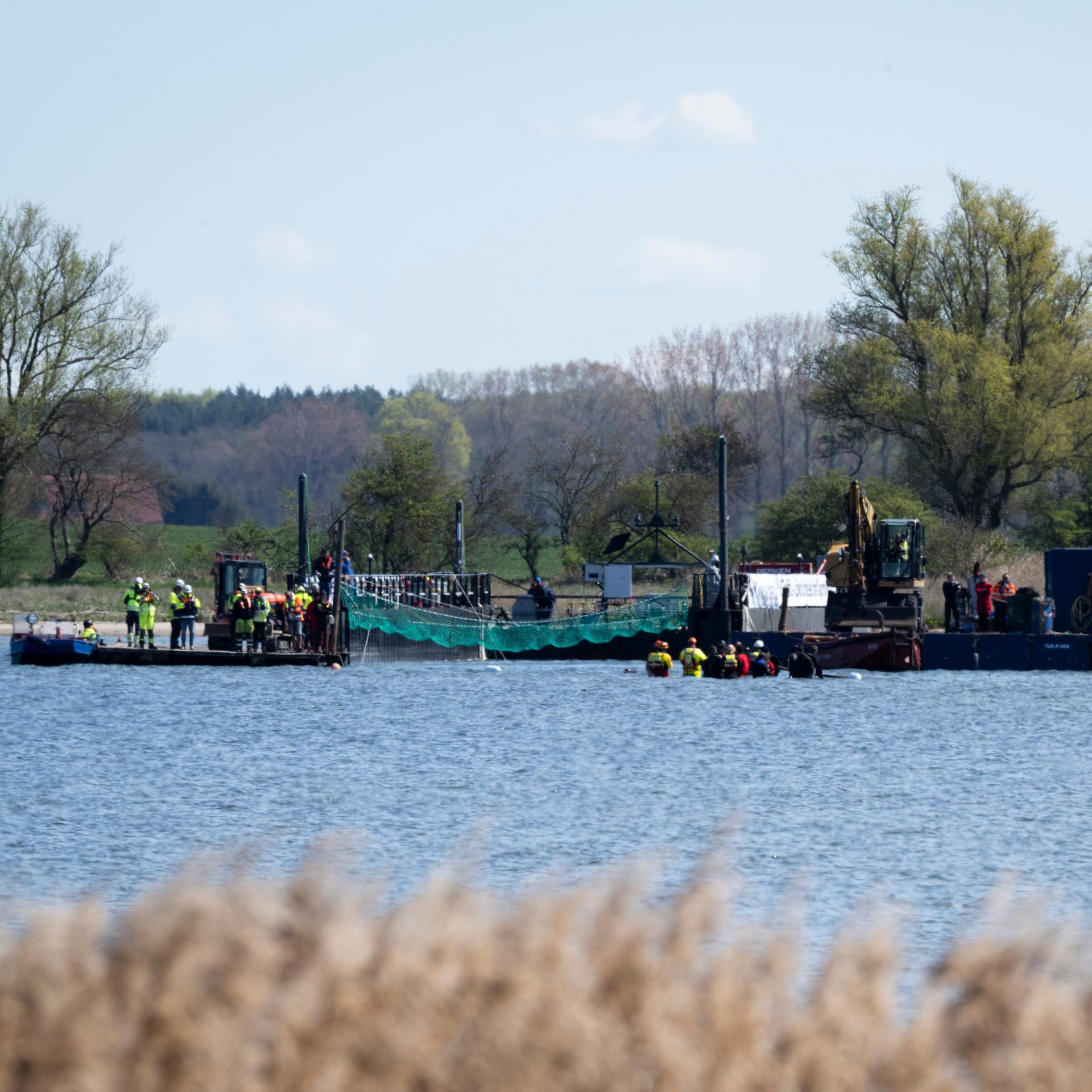 Zahlreiche Helfer ziehen mit Gurten den gestrandeten Buckelwal vor der Insel Poel zu einem Transportschiff. 