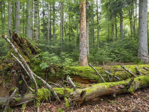 In einem Mischwald liegen mit Moos bewachsene Stämme toter Bäume auf dem Boden.