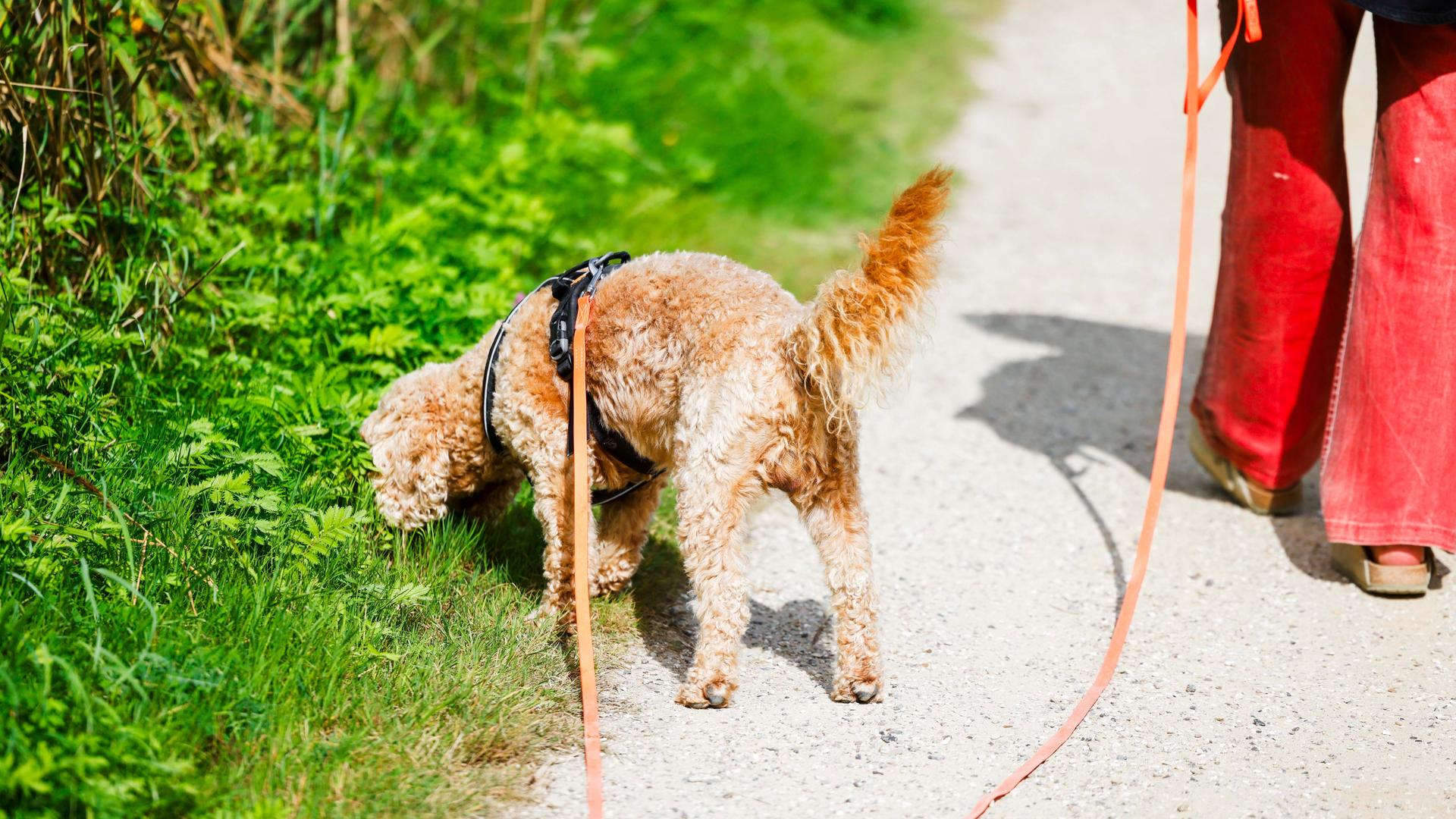 Ein Hund wird an einer Schleppleine von einer Frau geführt. Der Hund schnuppert am Wegesrand. 