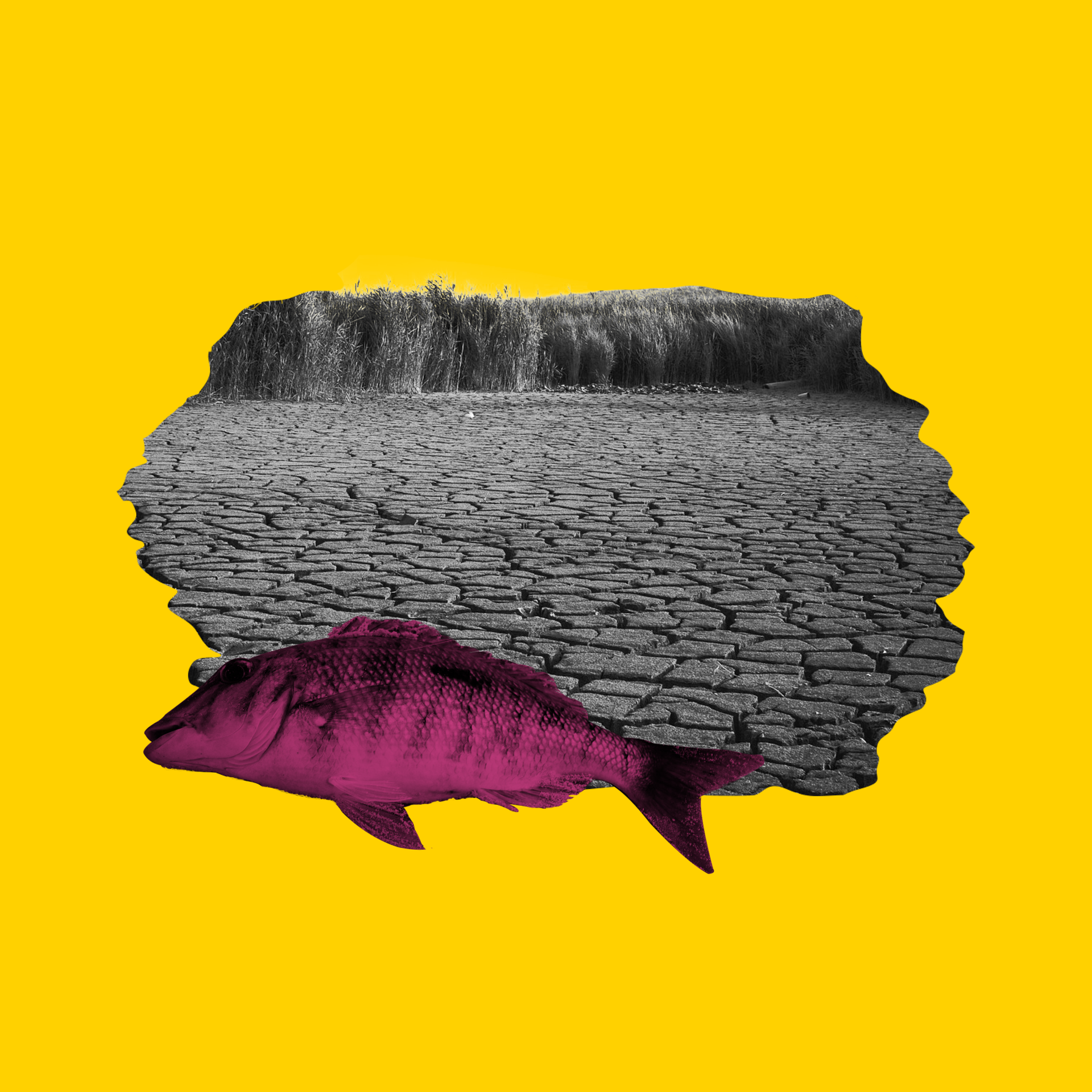 Ressourcenkonflikte - Mirko, der Fischer ohne Fische episode artwork