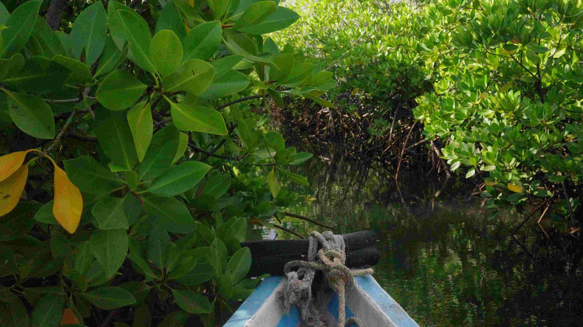 Blick von einem kleinen Boot auf Mangroven in seichten Gewässern der Insel Lamu, Kenia
