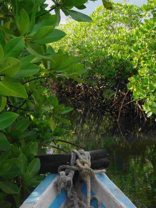 Blick von einem kleinen Boot auf Mangroven in seichten Gewässern der Insel Lamu, Kenia