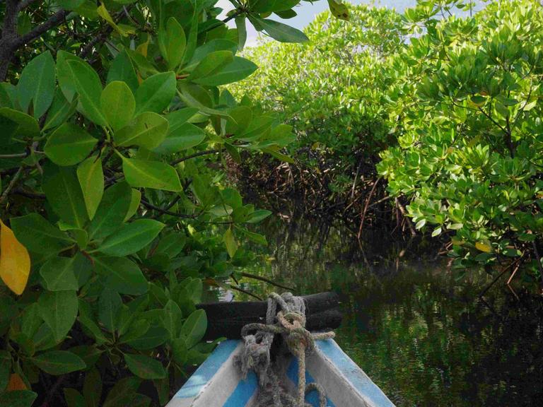 Blick von einem kleinen Boot auf Mangroven in seichten Gewässern der Insel Lamu, Kenia