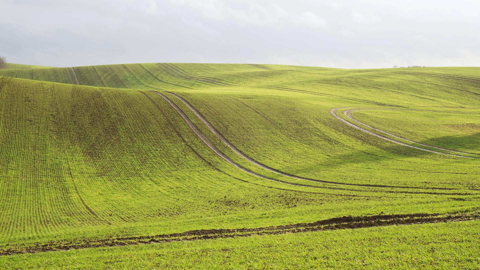 Hügeliges Feld in der Uckermark in Brandenburg.