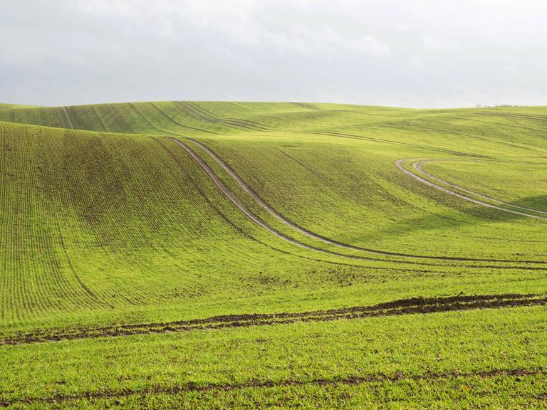 Hügeliges Feld in der Uckermark in Brandenburg.