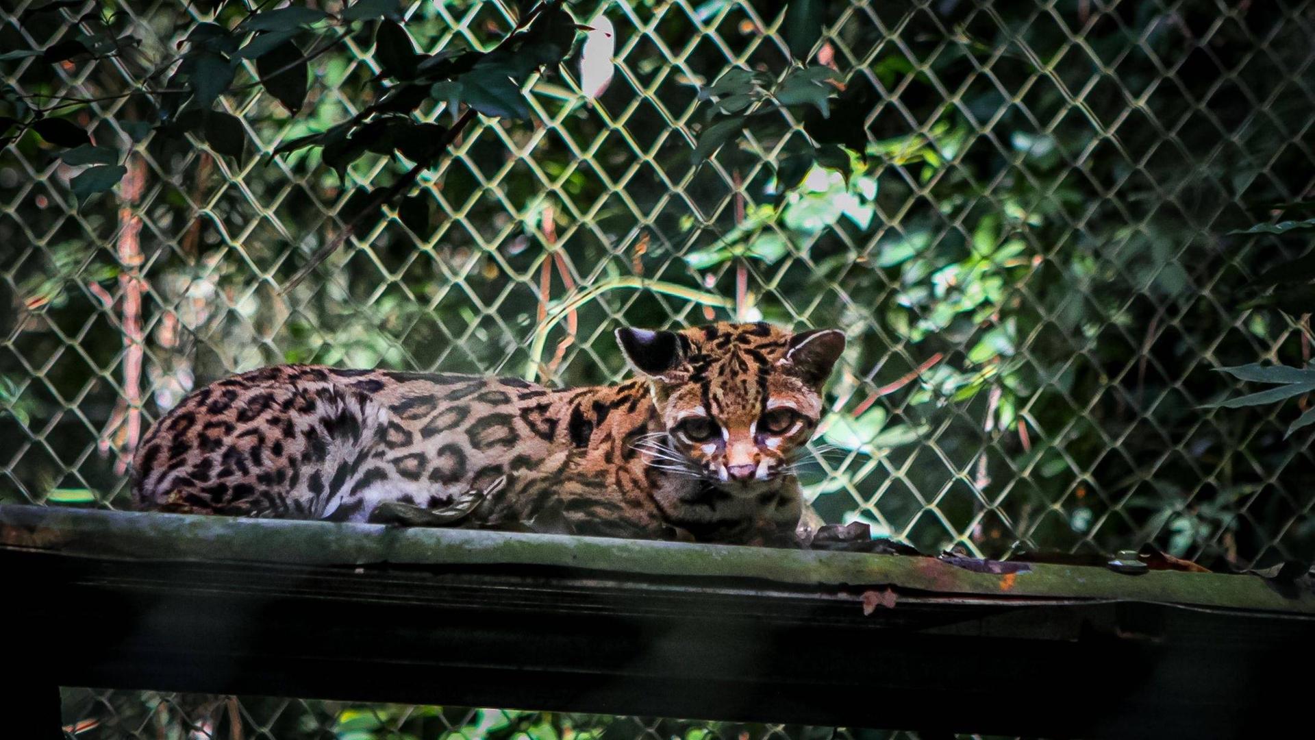 Eine Wildkatze liegt auf einer Art Stamm. Sie hat ein Hauskatzen-ähnlichen Kopf mit großen dunkeln Ohren. Das Fell ist ähnlich wie bei einem Leoparden mit Rosetten gemustert. Eine Wildkatze liegt auf einer Art Stamm. Sie hat ein Hauskatzen-ähnlichen Kopf mit großen dunkeln Ohren. Das Fell ist ähnlich wie bei einem Leoparden mit Rosetten gemustert.