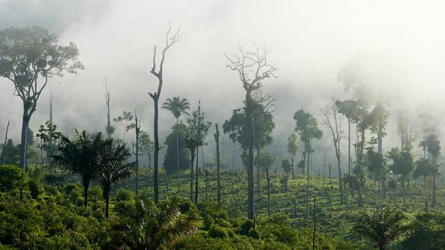 Im brasilianischen Regenwald stehen abgebrannte Bäume auf durch Brandrodung entstandenem Weideland.  