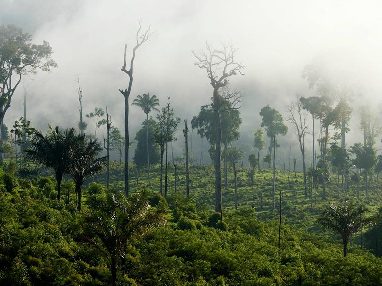 Im brasilianischen Regenwald stehen abgebrannte Bäume auf durch Brandrodung entstandenem Weideland.  