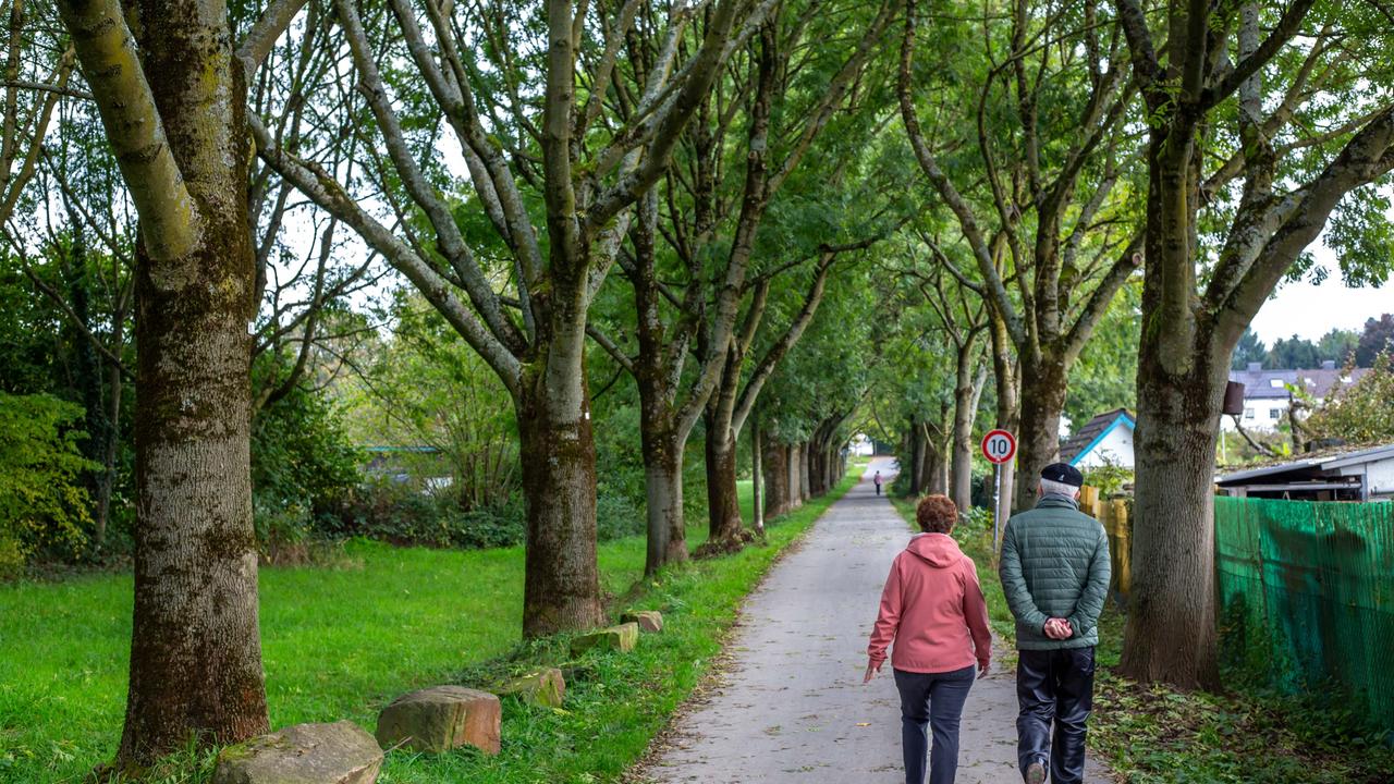 Spaziergänger auf einer Allee in der Nähe von Leichlingen ( NRW ).
