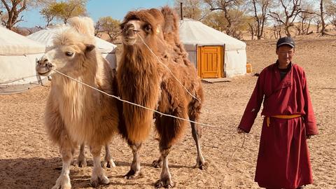 Munkhbayar Naran, ein Nomade aus der Wüste Gobi, mit zwei Kamelen und Zelten im Hintergrund.