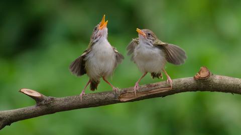 Zwei kleine braune Vögel sitzen nebeneinander auf einem Zweig. Beide haben die Schnäbel aufgerissen und scheinen zu singen und dabei mit den Flügeln zu schlagen.
