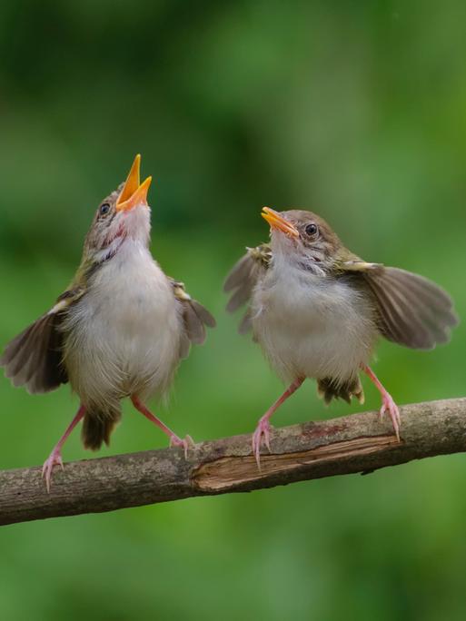 Zwei kleine braune Vögel sitzen nebeneinander auf einem Zweig. Beide haben die Schnäbel aufgerissen und scheinen zu singen und dabei mit den Flügeln zu schlagen.