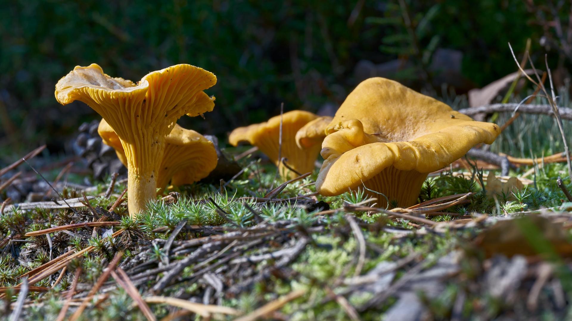 Auf einem Stück Waldboden wächst eine Pifferlinge-Kolonie