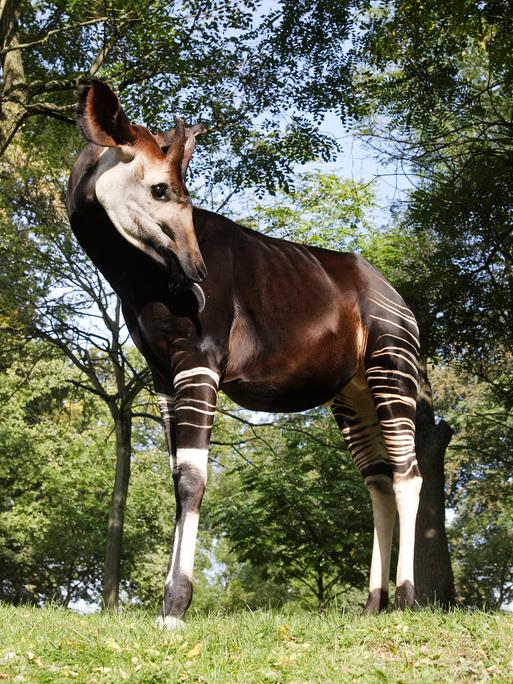 Okapi, Waldgiraffe, in einem Außengehege im Zoo in Kopenhagen.