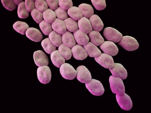 Der multiresistente Keim "Acinetobacter baumannii", 3D Illustration .