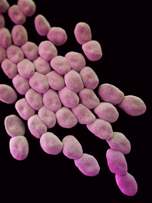 Der multiresistente Keim "Acinetobacter baumannii", 3D Illustration .