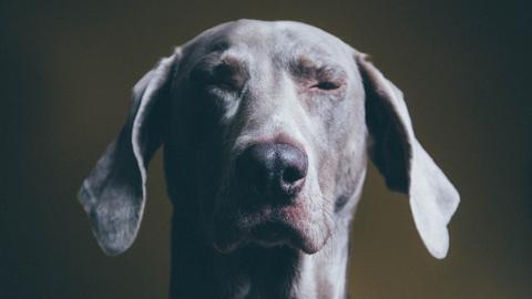 Unser Hundeleben wird manchmal erst durch die richtige Beratung richtig schlecht. Zu sehen: Portrait eines Hundes, der bedröppelt aussieht.