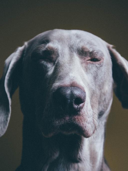 Unser Hundeleben wird manchmal erst durch die richtige Beratung richtig schlecht. Zu sehen: Portrait eines Hundes, der bedröppelt aussieht.