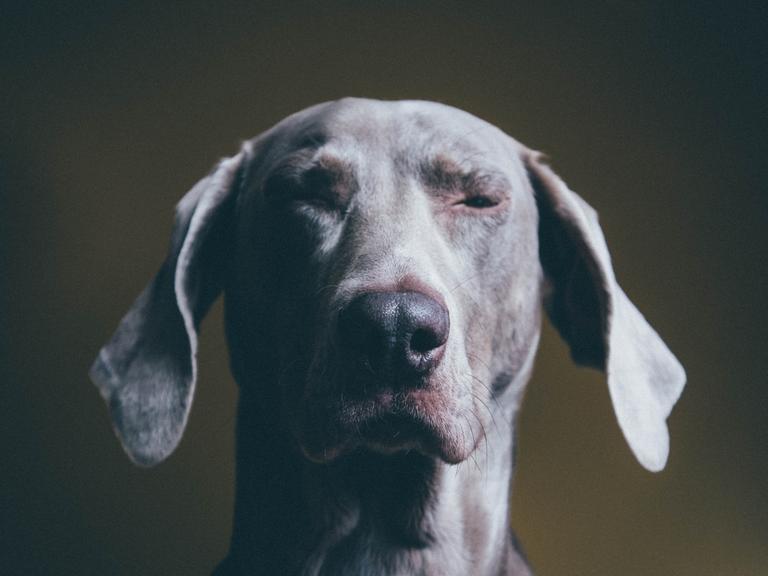 Unser Hundeleben wird manchmal erst durch die richtige Beratung richtig schlecht. Zu sehen: Portrait eines Hundes, der bedröppelt aussieht.