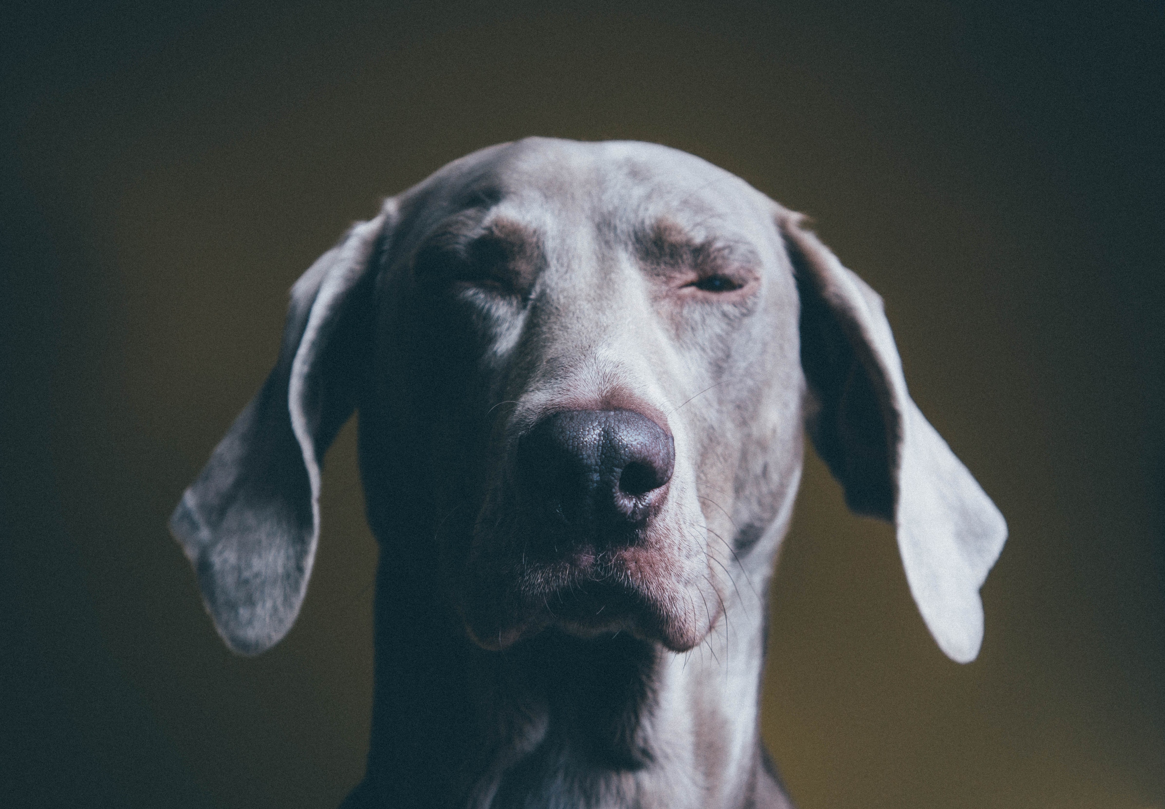 Unser Hundeleben wird manchmal erst durch die richtige Beratung richtig schlecht. Zu sehen: Portrait eines Hundes, der bedröppelt aussieht.