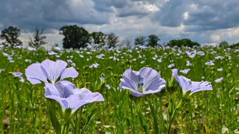 Flachs blüht auf einem Feld nahe dem Spreewald. 