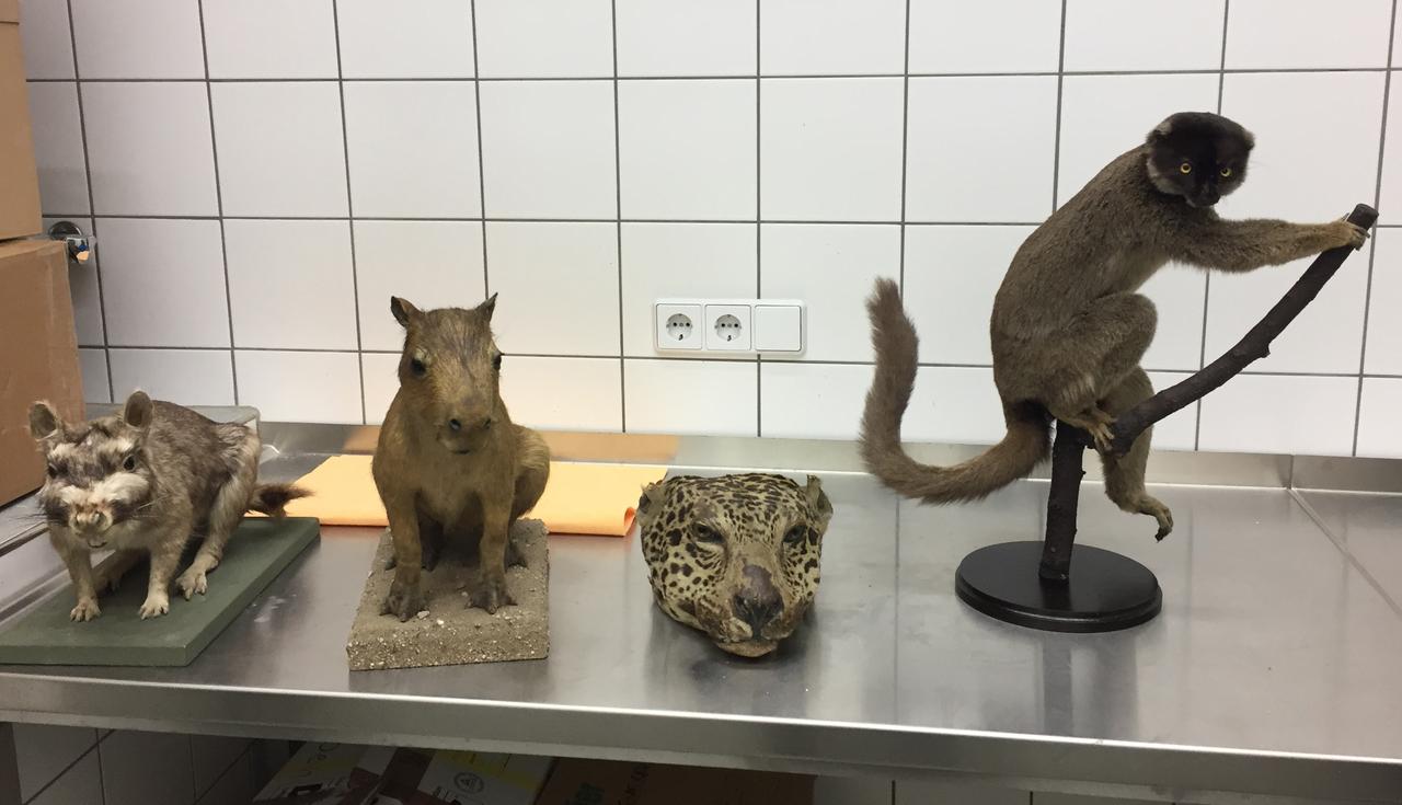 Der Jaguarkopf mit anderen Präparaten in der Werkstatt von René Diebitz im Naturkundemuseum Leipzig.
