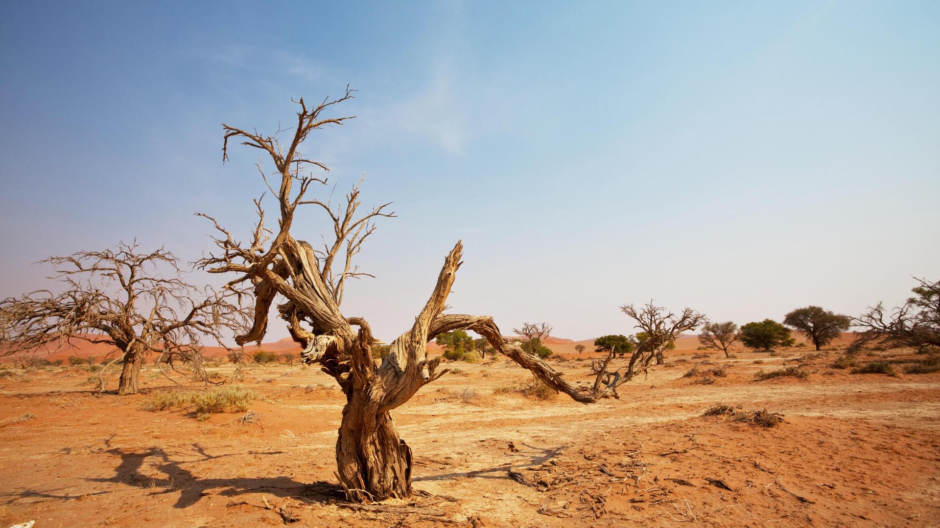 Sandünen in der Wüste Namibias. Sandünen in der Wüste Namibias.