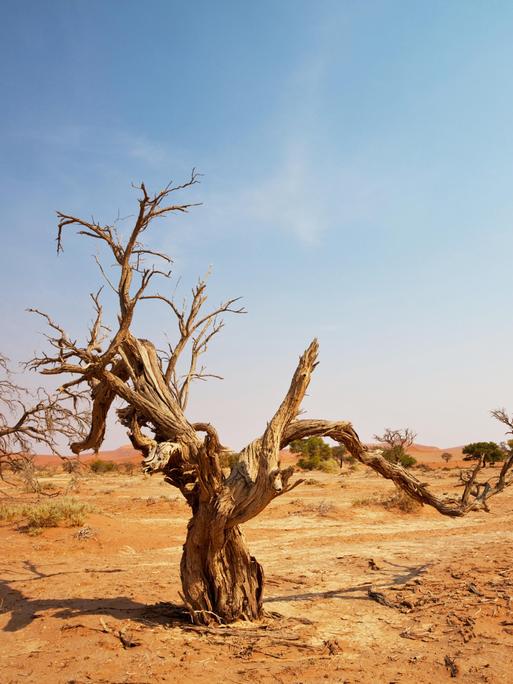 Sandünen in der Wüste Namibias.