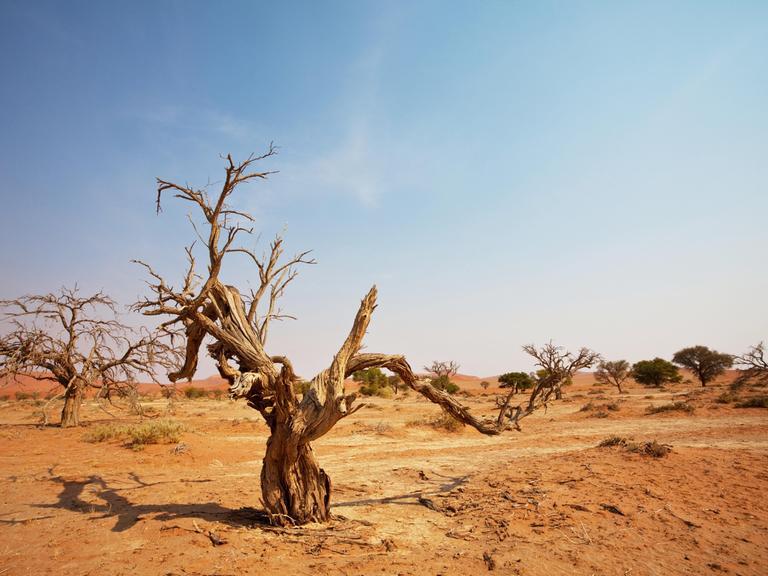 Sandünen in der Wüste Namibias.