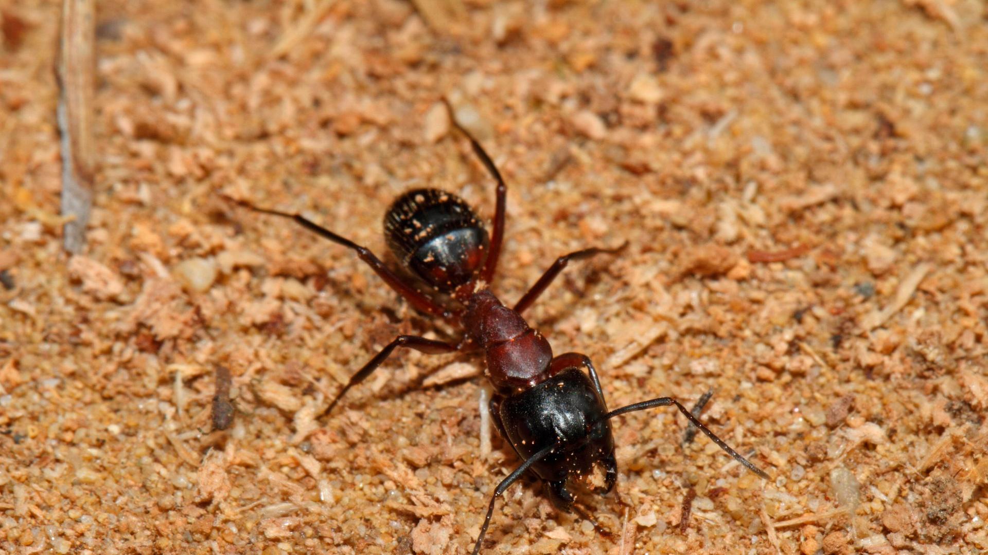 Schwarze Rossameise auf sandigem Untergrund  Schwarze Rossameise auf sandigem Untergrund