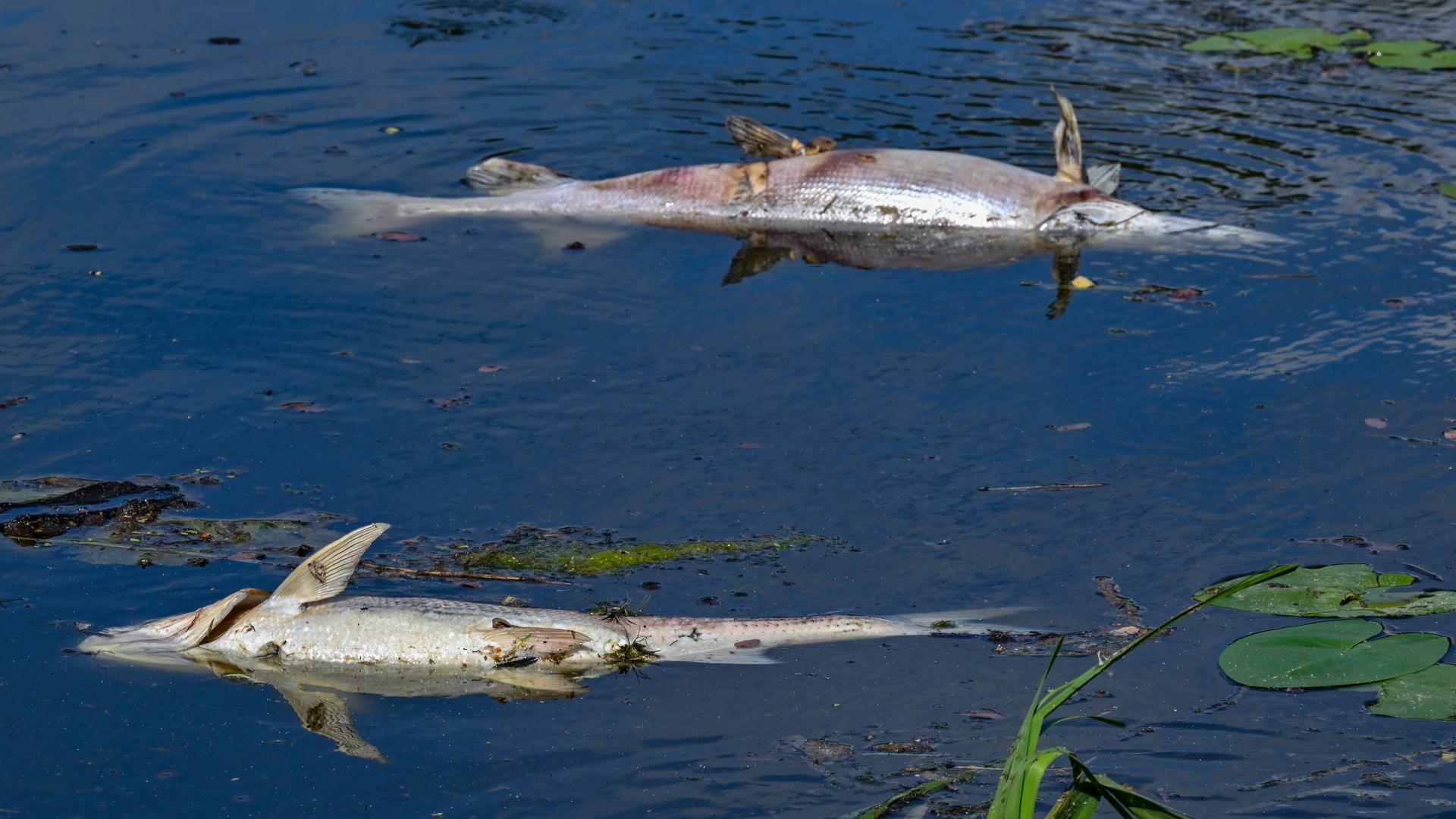 Zwei große tote Fische von etwa treiben an der Wasseroberfläche im Winterhafen einem Nebenarm des deutsch-polnischen Grenzflusses Oder.