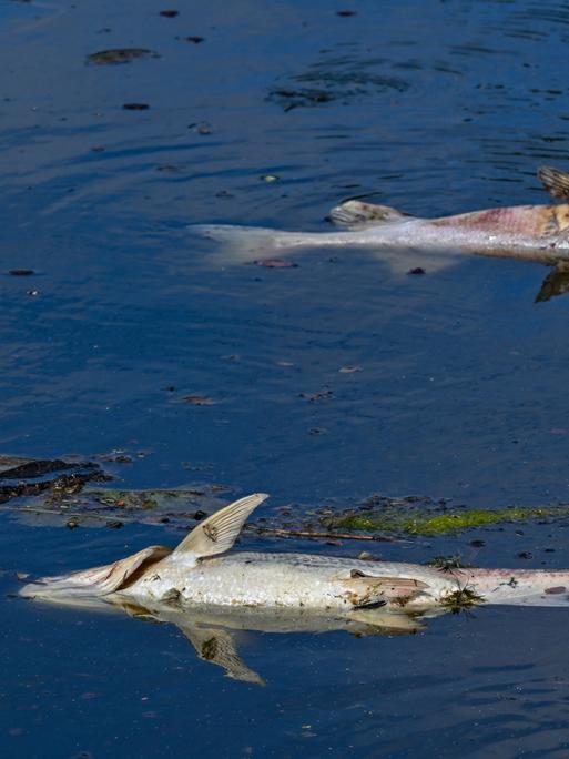 Zwei große tote Fische von etwa treiben an der Wasseroberfläche im Winterhafen einem Nebenarm des deutsch-polnischen Grenzflusses Oder.