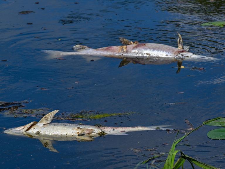 Zwei große tote Fische von etwa treiben an der Wasseroberfläche im Winterhafen einem Nebenarm des deutsch-polnischen Grenzflusses Oder.