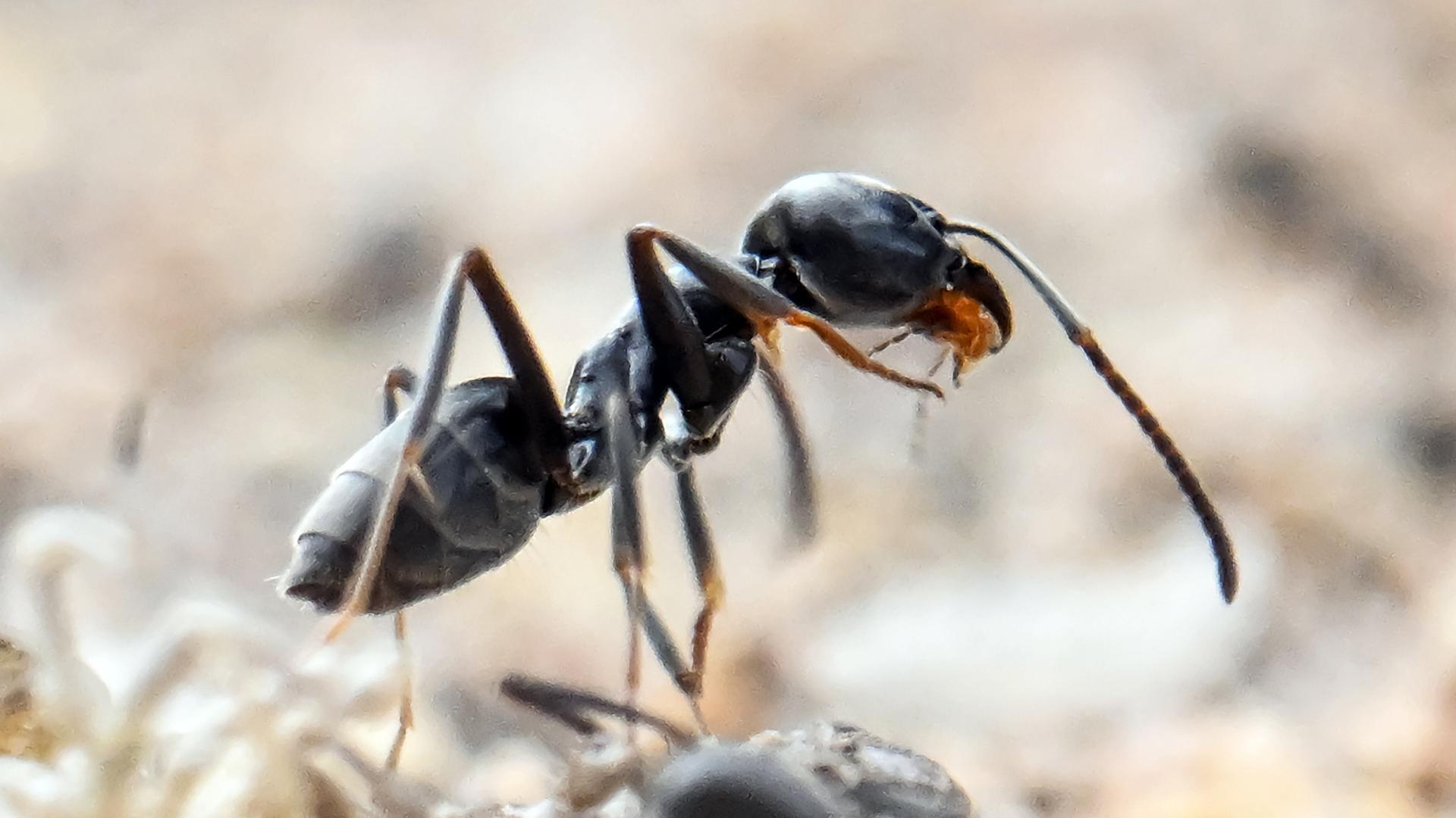 Großaufnahme einer Ameise Großaufnahme einer Ameise