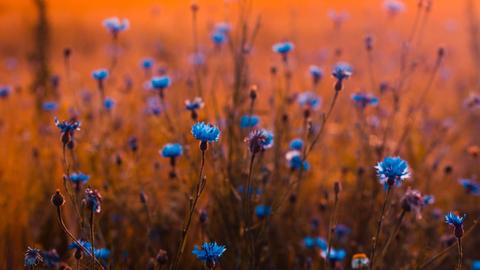 Blaue Kornblumen strecken ihre Blüten einem orangefarbenem Himmel entgegen.