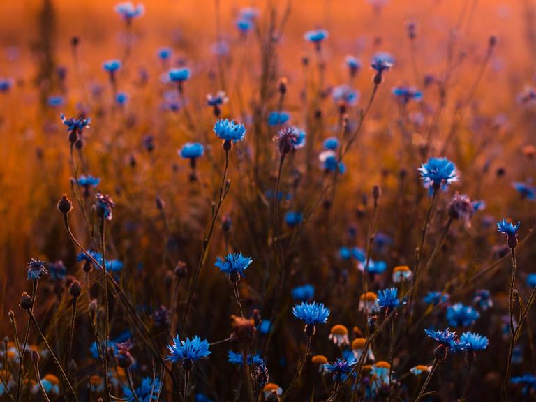 Blaue Kornblumen strecken ihre Blüten einem orangefarbenem Himmel entgegen.