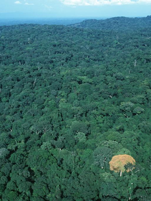 Tropischer Regenwald im Kongo-Becken, Blick auf die Baumkronen aus dem Flugzeug. .