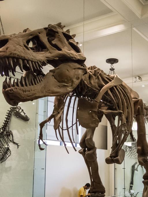 Das Skelett eines Tyrannosaurus Rex steht in einem Museum. 