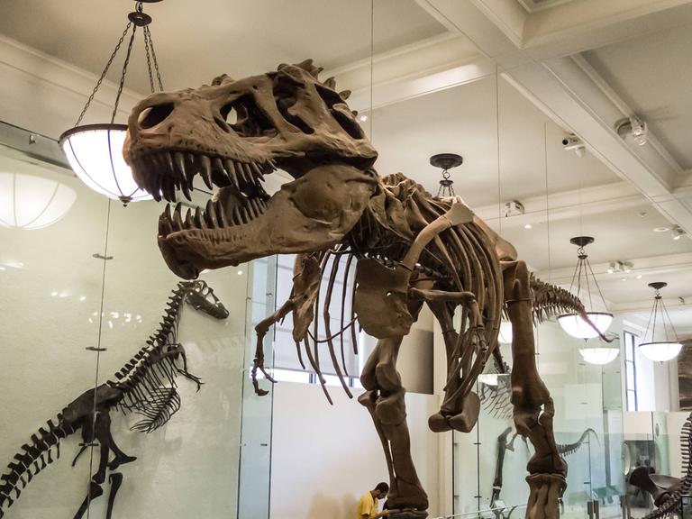 Das Skelett eines Tyrannosaurus Rex steht in einem Museum. 