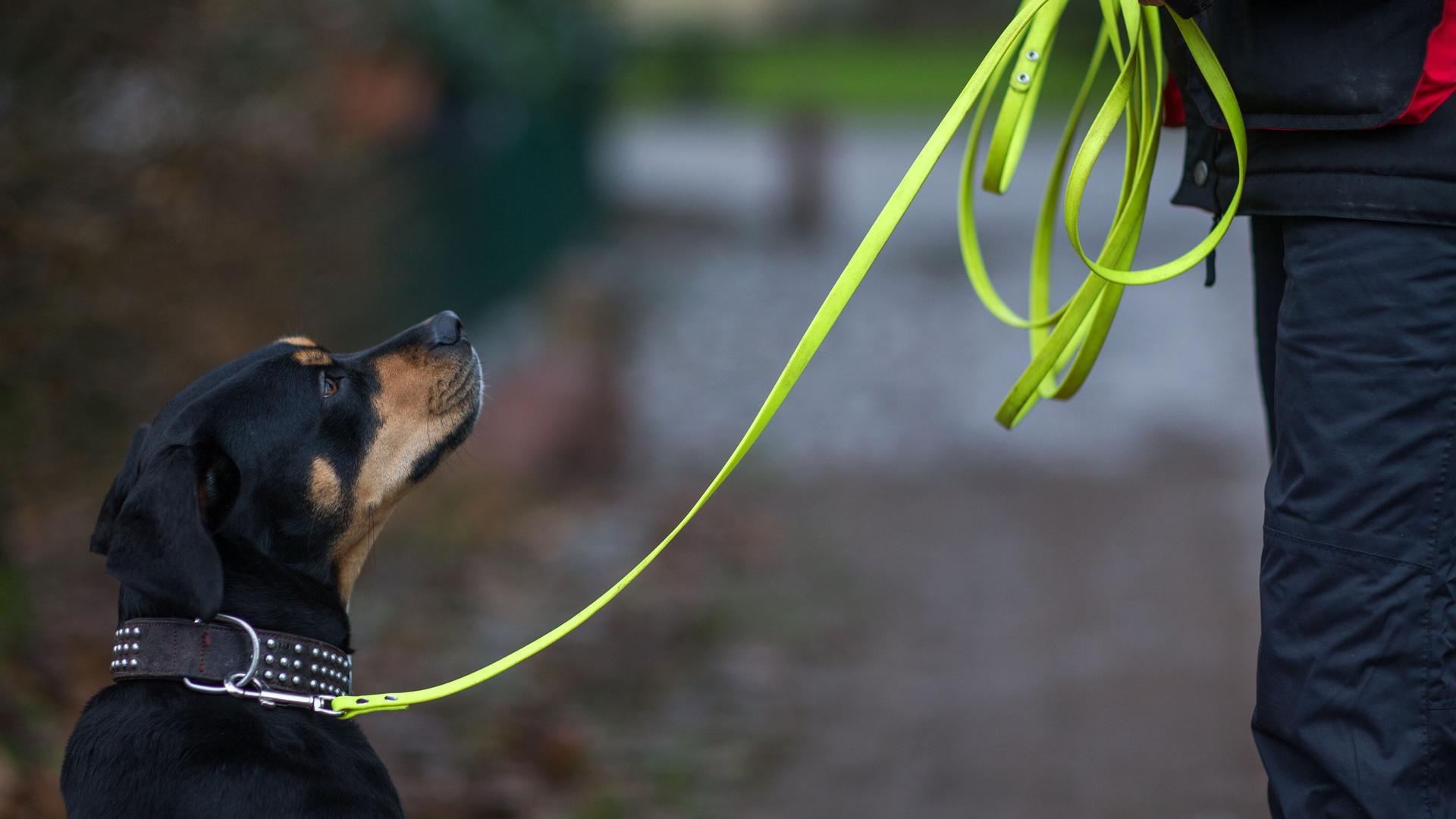 Ein Hund geht an einer Leine mit seiner Besitzerin durch den Park.