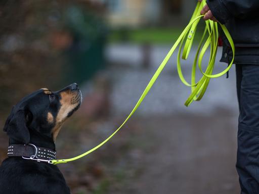Ein Hund geht an einer Leine mit seiner Besitzerin durch den Park.